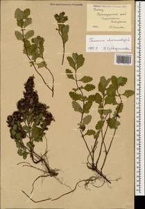 Teucrium chamaedrys L., Caucasus, Black Sea Shore (from Novorossiysk to Adler) (K3) (Russia)