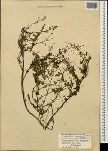 Scrophularia variegata subsp. rupestris (M. Bieb. ex Willd.) Grau, Caucasus, Azerbaijan (K6) (Azerbaijan)