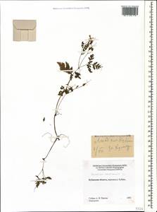 Geranium robertianum L., Caucasus, Stavropol Krai, Karachay-Cherkessia & Kabardino-Balkaria (K1b) (Russia)