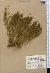Anabasis aphylla L., Middle Asia, Caspian Ustyurt & Northern Aralia (M8) (Kazakhstan)
