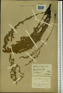 Artemisia frigida Willd., Siberia, Baikal & Transbaikal region (S4) (Russia)