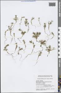 Bassia laniflora (S. G. Gmel.) A. J. Scott, Eastern Europe, Central forest-and-steppe region (E6) (Russia)