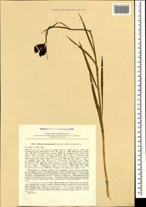 Fritillaria meleagroides Patrin ex Schult. & Schult.f., Caucasus, Stavropol Krai, Karachay-Cherkessia & Kabardino-Balkaria (K1b) (Russia)