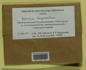 Grimmia longirostris Hook., Bryophytes, Bryophytes - Russian Far East (excl. Chukotka & Kamchatka) (B20) (Russia)