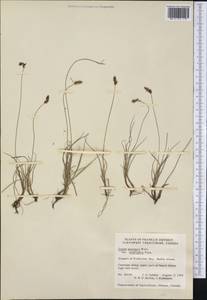 Carex glareosa Schkuhr ex Wahlenb., America (AMER) (Canada)
