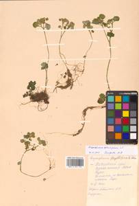 Chrysosplenium alternifolium L., Siberia, Russian Far East (S6) (Russia)