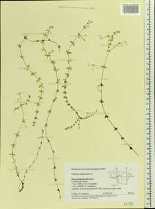 Galium uliginosum L., Eastern Europe, Central region (E4) (Russia)