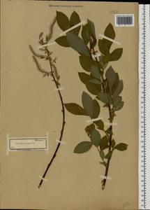 Salix caprea × cinerea, Eastern Europe, Central region (E4) (Russia)