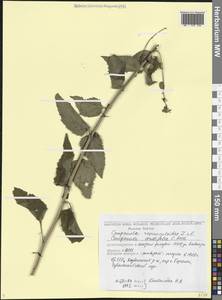 Campanula rapunculoides L., Caucasus, Georgia (K4) (Georgia)