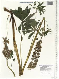 Lupinus polyphyllus Lindl., Caucasus, Stavropol Krai, Karachay-Cherkessia & Kabardino-Balkaria (K1b) (Russia)