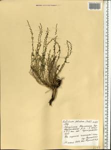 Kalidium foliatum (Pall.) Moq., Eastern Europe, Lower Volga region (E9) (Russia)