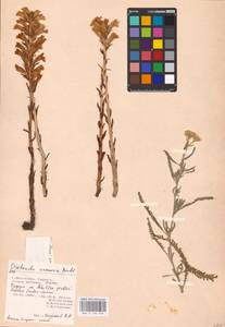 MHA 0 162 463, Phelipanche arenaria (Borkh.) Pomel, Eastern Europe, Lower Volga region (E9) (Russia)