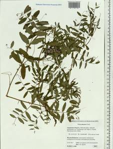 Vicia amoena Fisch., Siberia, Russian Far East (S6) (Russia)