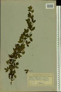 Cytisus ratisbonensis Schaeff., Eastern Europe, Moscow region (E4a) (Russia)