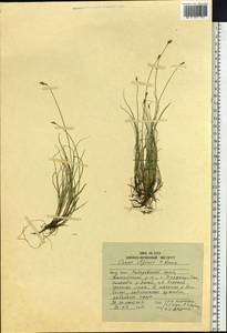 Carex iljinii V.I.Krecz., Siberia, Russian Far East (S6) (Russia)