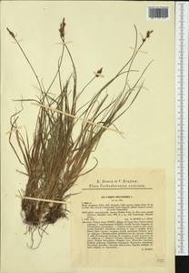 Carex pilulifera L., Western Europe (EUR) (Slovakia)