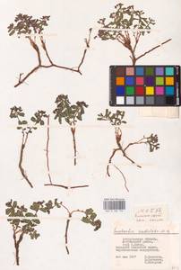 Euphorbia undulata M.Bieb., Eastern Europe, Lower Volga region (E9) (Russia)