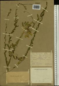 Arabis planisiliqua subsp. nemorensis (Wolf ex Hoffm.) Soják, Eastern Europe, Eastern region (E10) (Russia)
