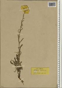 Helichrysum orientale (L.) Gaertn., South Asia, South Asia (Asia outside ex-Soviet states and Mongolia) (ASIA) (Turkey)