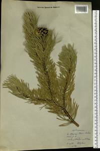 Pinus sylvestris L., Siberia, Yakutia (S5) (Russia)
