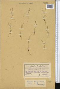 Rochelia bungei Trautv., Middle Asia, Western Tian Shan & Karatau (M3) (Kazakhstan)