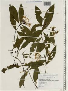 Pavetta indica L., South Asia, South Asia (Asia outside ex-Soviet states and Mongolia) (ASIA) (Vietnam)