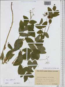 Vicia pisiformis L., Eastern Europe, North Ukrainian region (E11) (Ukraine)