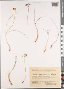 Allium subtilissimum Ledeb., Middle Asia, Muyunkumy, Balkhash & Betpak-Dala (M9) (Kazakhstan)