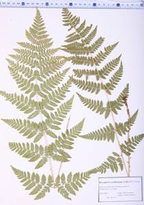 Dryopteris carthusiana (Vill.) H.P.Fuchs, Siberia, Altai & Sayany Mountains (S2) (Russia)