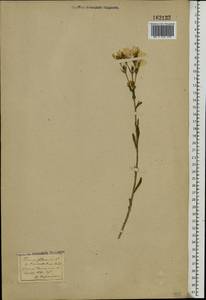 Linum flavum L., Eastern Europe, Central forest-and-steppe region (E6) (Russia)