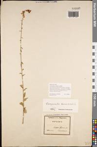 Campanula bononiensis L., Crimea (KRYM) (Russia)