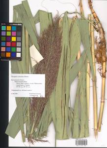 Phragmites australis (Cav.) Trin. ex Steud., Eastern Europe, Central forest-and-steppe region (E6) (Russia)