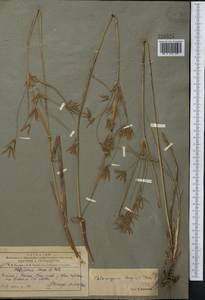 Cyperus longus L., Middle Asia, Pamir & Pamiro-Alai (M2) (Tajikistan)