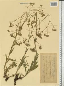 Gypsophila altissima L., Eastern Europe, Volga-Kama region (E7) (Russia)
