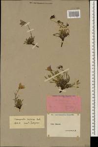 Campanula saxifraga M.Bieb., Caucasus, Stavropol Krai, Karachay-Cherkessia & Kabardino-Balkaria (K1b) (Russia)