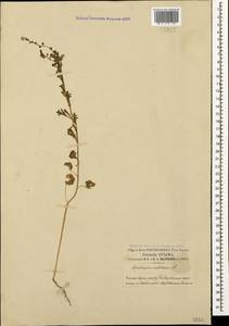 Lepidium sativum L., Crimea (KRYM) (Russia)