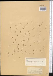 Koenigia islandica L., Middle Asia, Dzungarian Alatau & Tarbagatai (M5) (Kazakhstan)