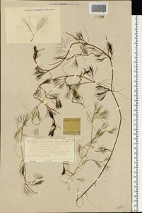Ranunculus kauffmannii P.Clerc, Eastern Europe, Moscow region (E4a) (Russia)