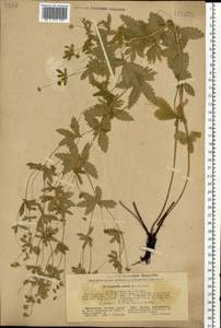 Potentilla erecta (L.) Raeusch., Eastern Europe, North Ukrainian region (E11) (Ukraine)