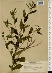 Carpesium cernuum L., Caucasus, Abkhazia (K4a) (Abkhazia)