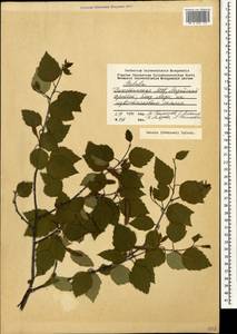 Betula pubescens var. litwinowii (Doluch.) Ashburner & McAll., Caucasus, Dagestan (K2) (Russia)