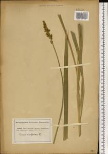 Carex vulpina L., Eastern Europe, Lower Volga region (E9) (Russia)