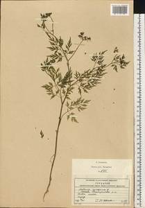 Aethusa cynapium L., Eastern Europe, Moscow region (E4a) (Russia)