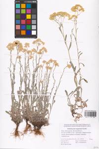 Helichrysum nogaicum Tzvelev, Eastern Europe, Lower Volga region (E9) (Russia)