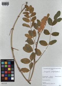 KUZ 001 396, Astragalus glycyphyllos L., Siberia, Altai & Sayany Mountains (S2) (Russia)