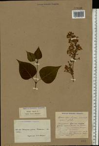 Syringa vulgaris L., Eastern Europe, South Ukrainian region (E12) (Ukraine)