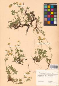 Potentilla aurea L., Eastern Europe, West Ukrainian region (E13) (Ukraine)