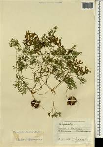 Corydalis buschii Nakai, South Asia, South Asia (Asia outside ex-Soviet states and Mongolia) (ASIA) (North Korea)