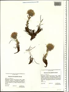 Saussurea leucophylla Schrenk, Siberia, Altai & Sayany Mountains (S2) (Russia)
