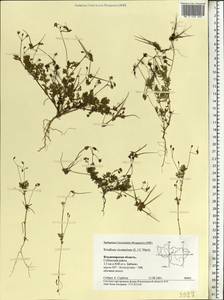 Erodium cicutarium, Eastern Europe, Central region (E4) (Russia)